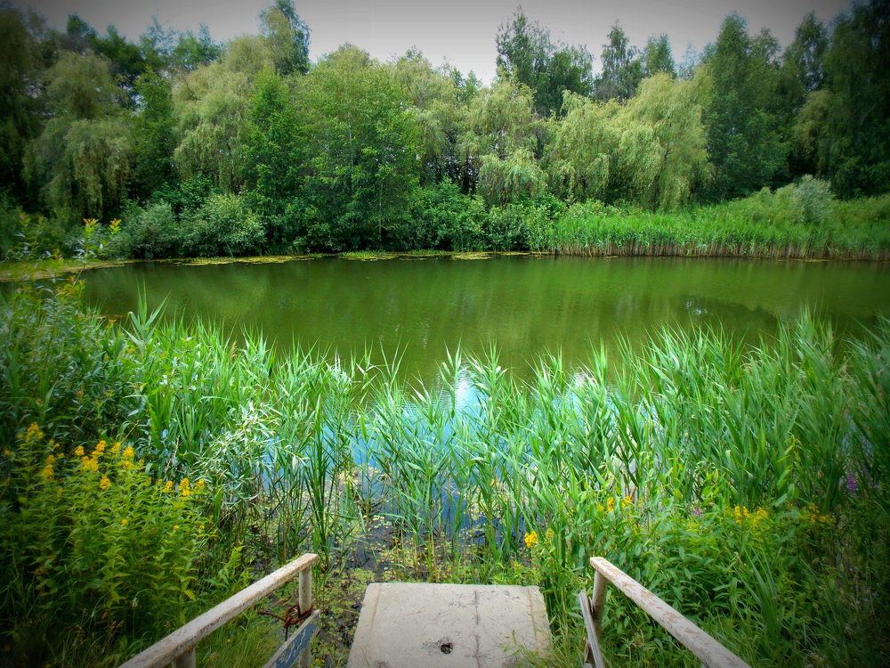 В тихом омуте