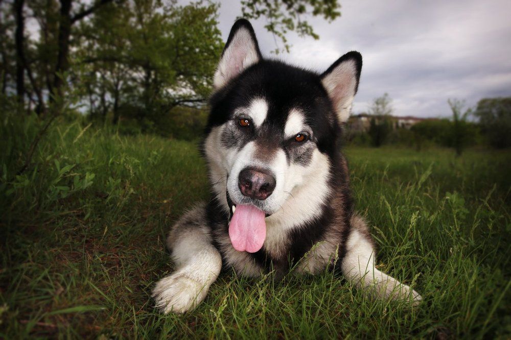 Маламут на прогулке