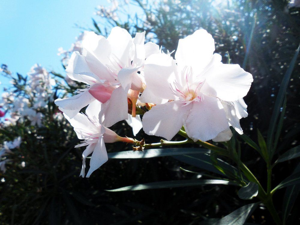 Настало цветочное время