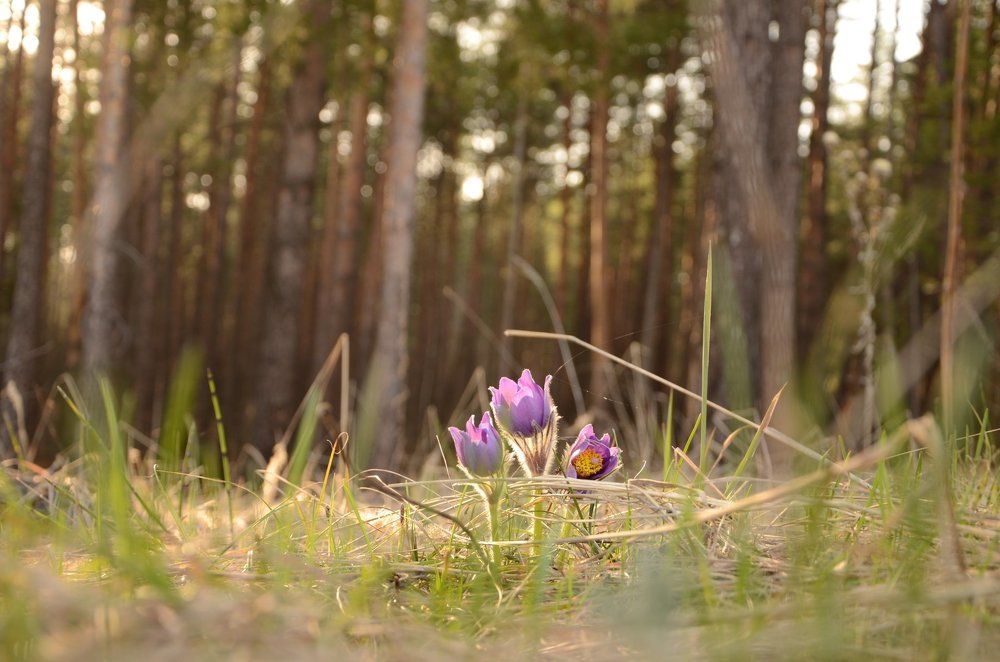 рождение весны в теплых лучах вечернего солнца.....