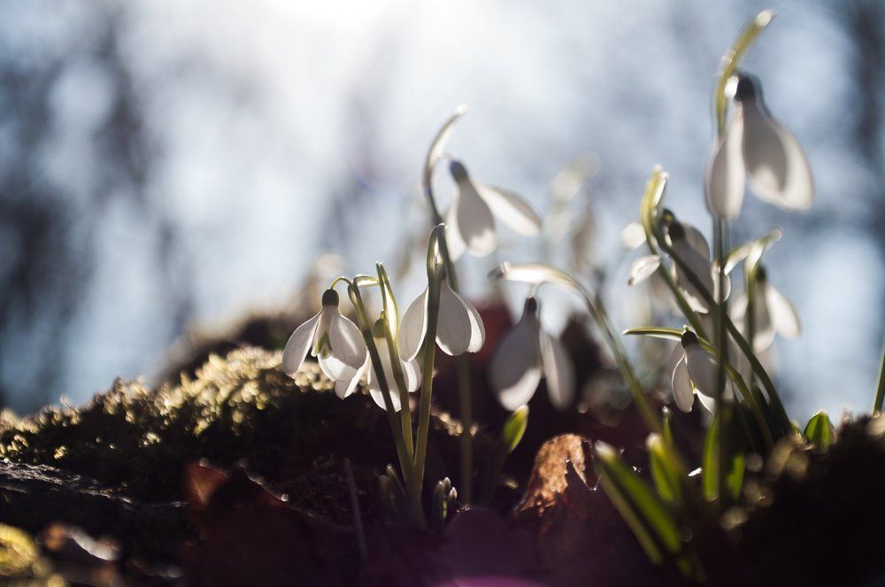 Весеннее цветение подснежников на горе Аю-Даг в Крыму
