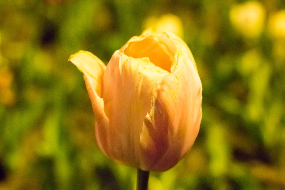 Тюльпан Владикавказ