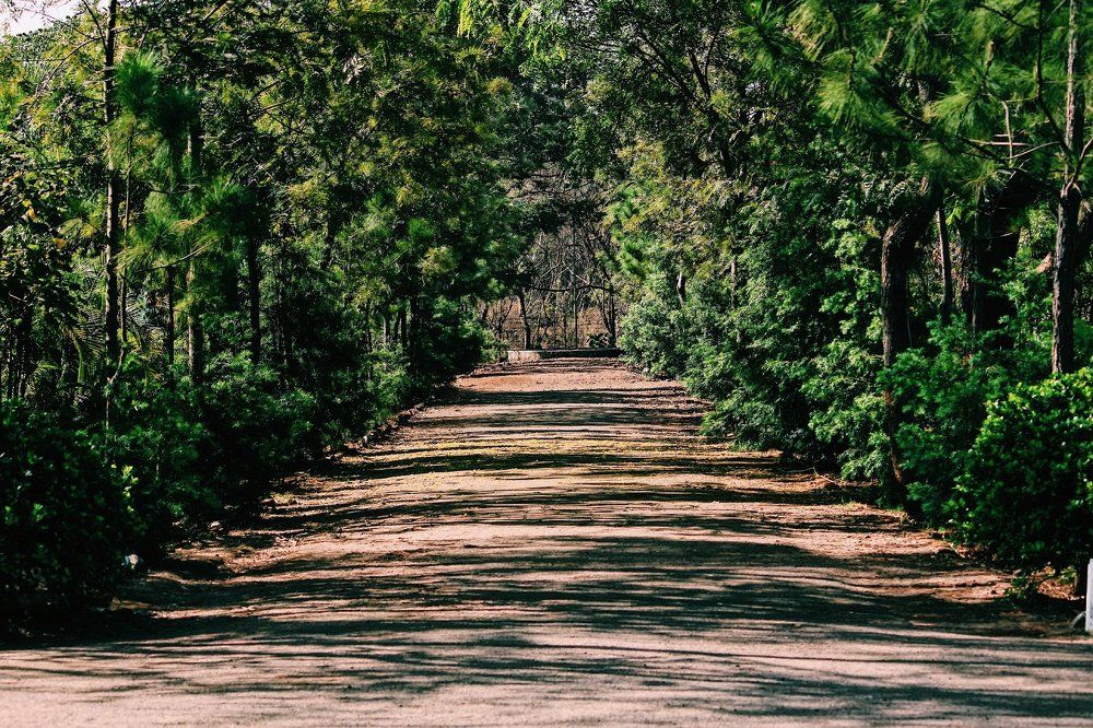 Trees
