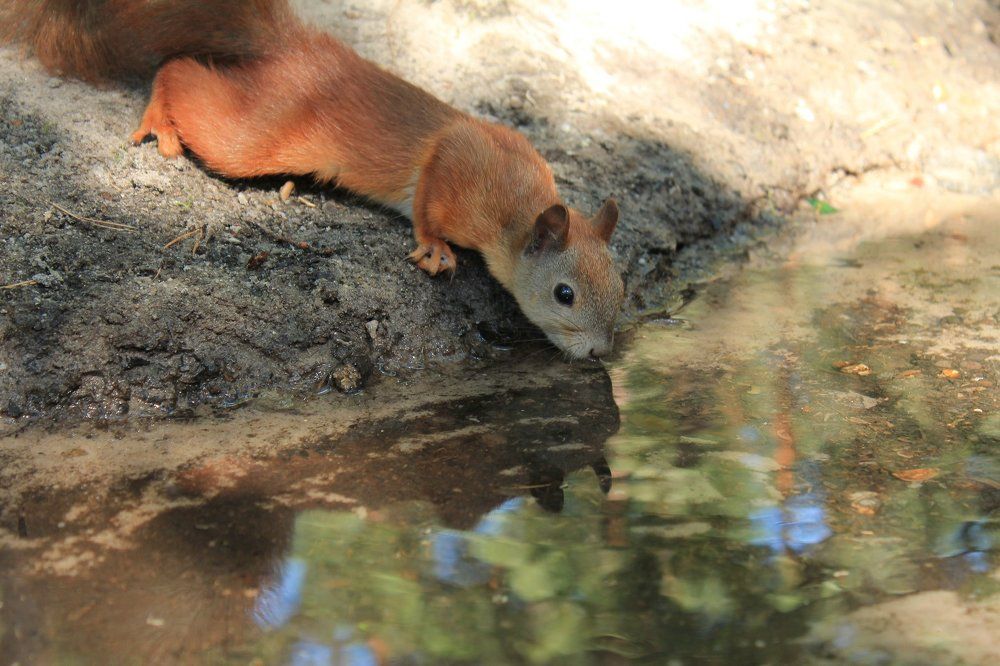 У лесного ручейка