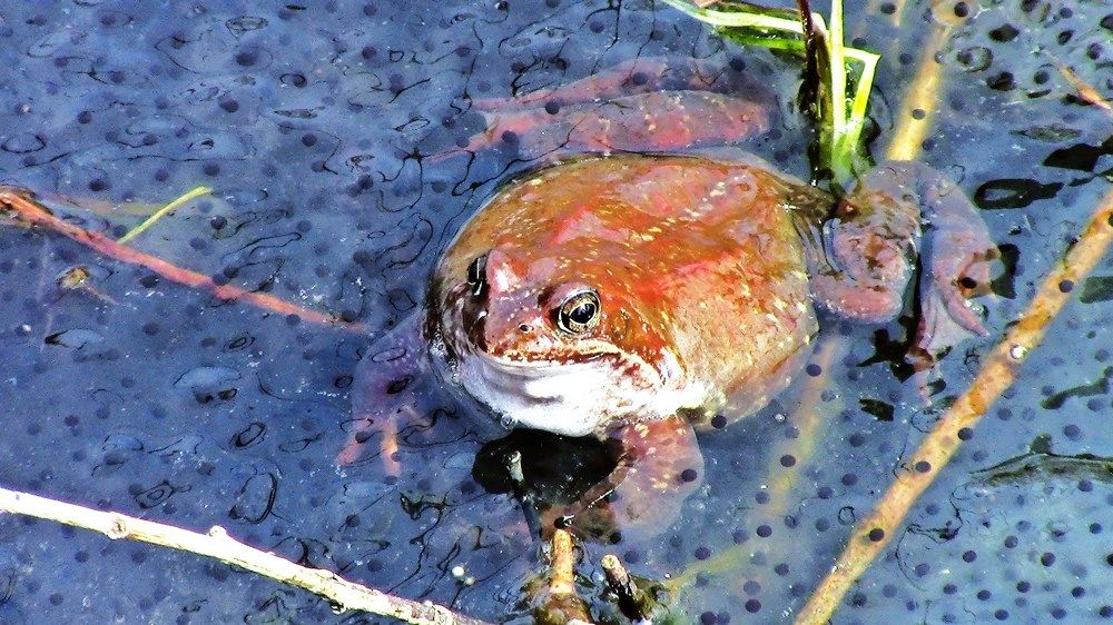 Царевна лягушка.