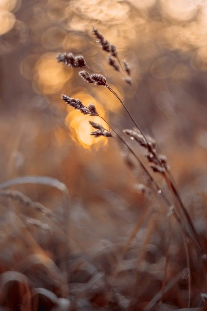 In the twilight of day