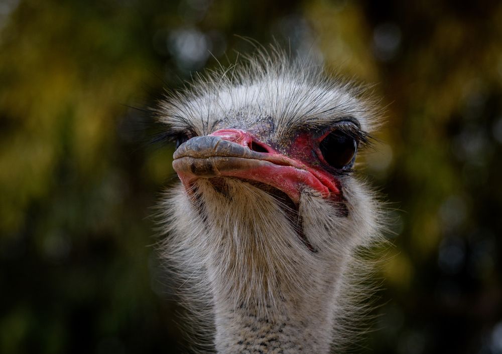 Ostrich