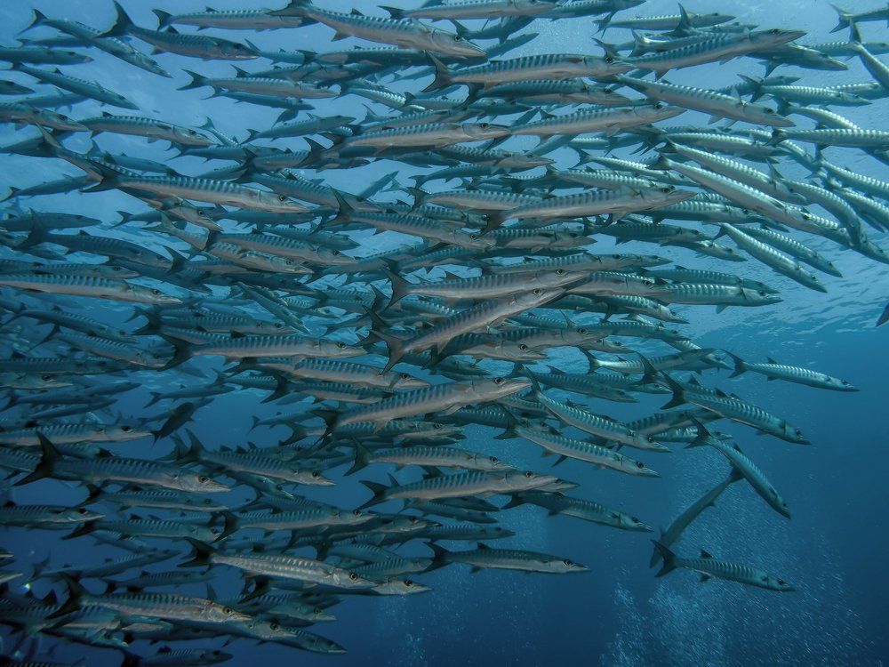 Головокружительные Барракуды