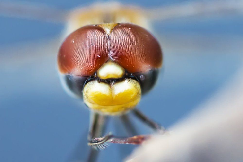 Стрекозиные слезы