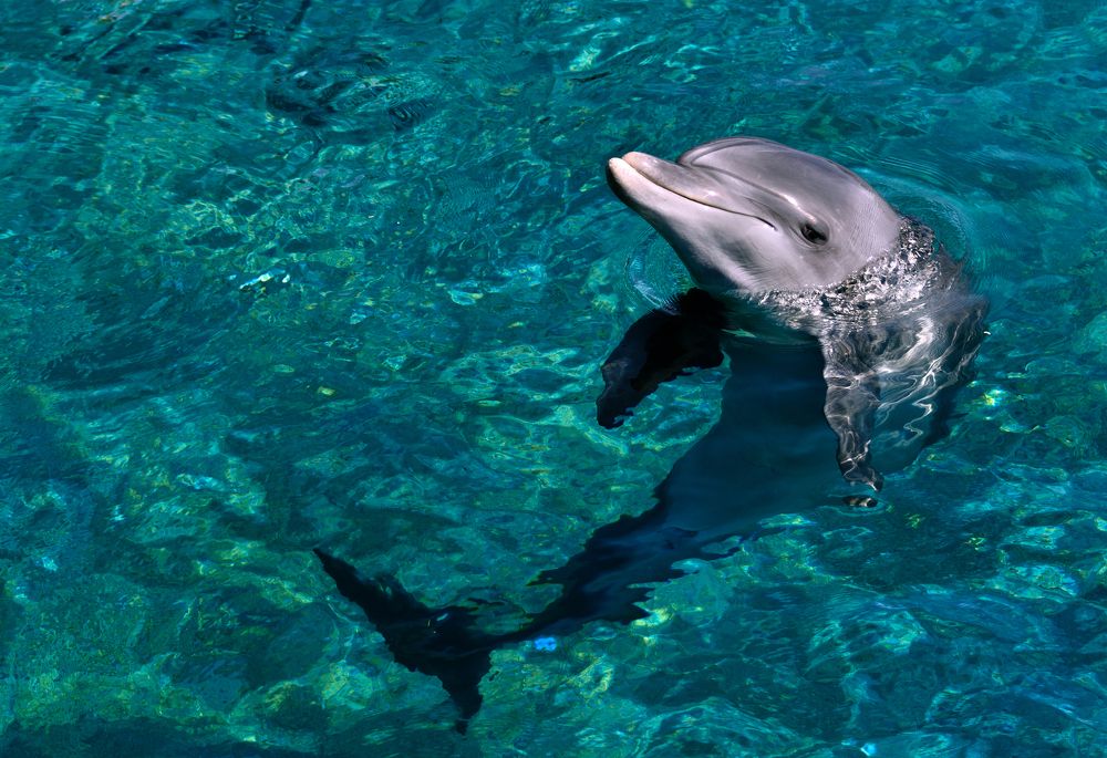 Dolphin.
