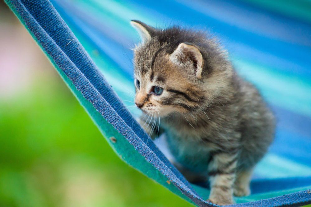 Майское пушистое тепло)