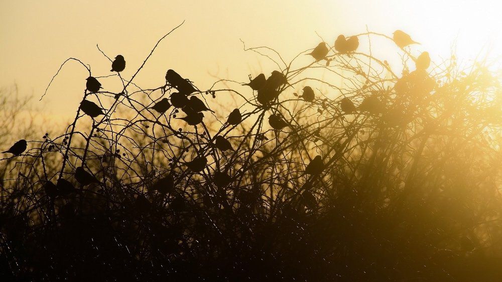birds silhouette