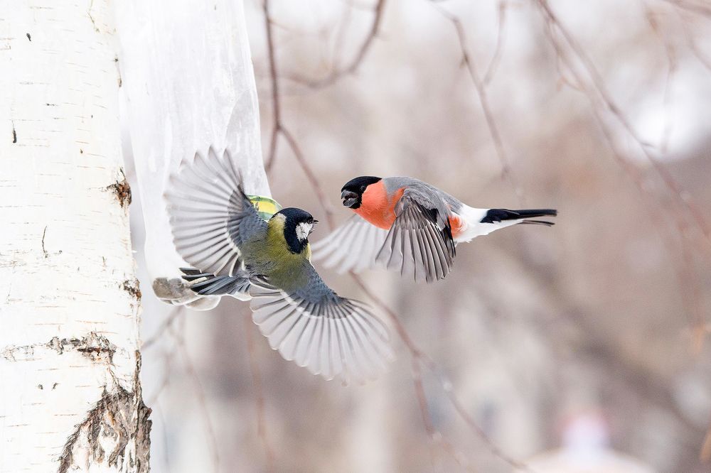 Драка у кормушки