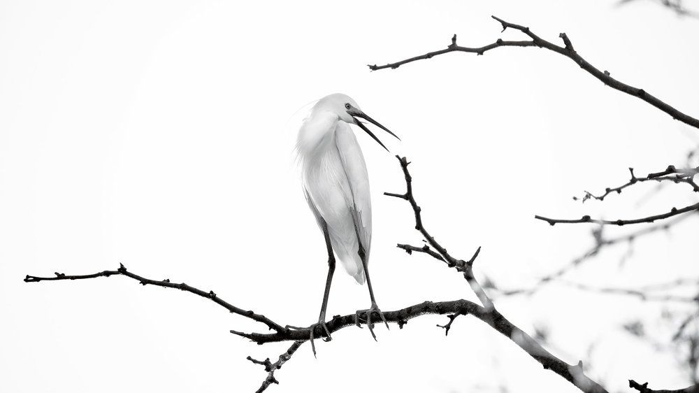 Снежная королева