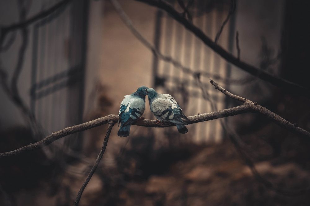 любовь это...