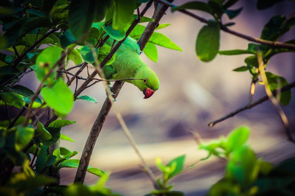 Photograph by Santhosh GVN