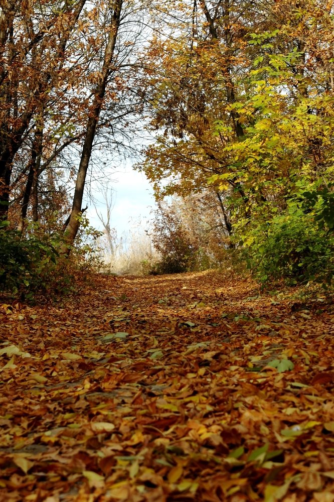 Дорога осени