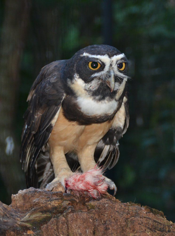 Орёл, поедающий добычу