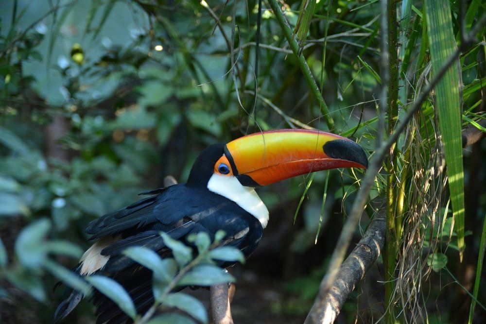 Тукан