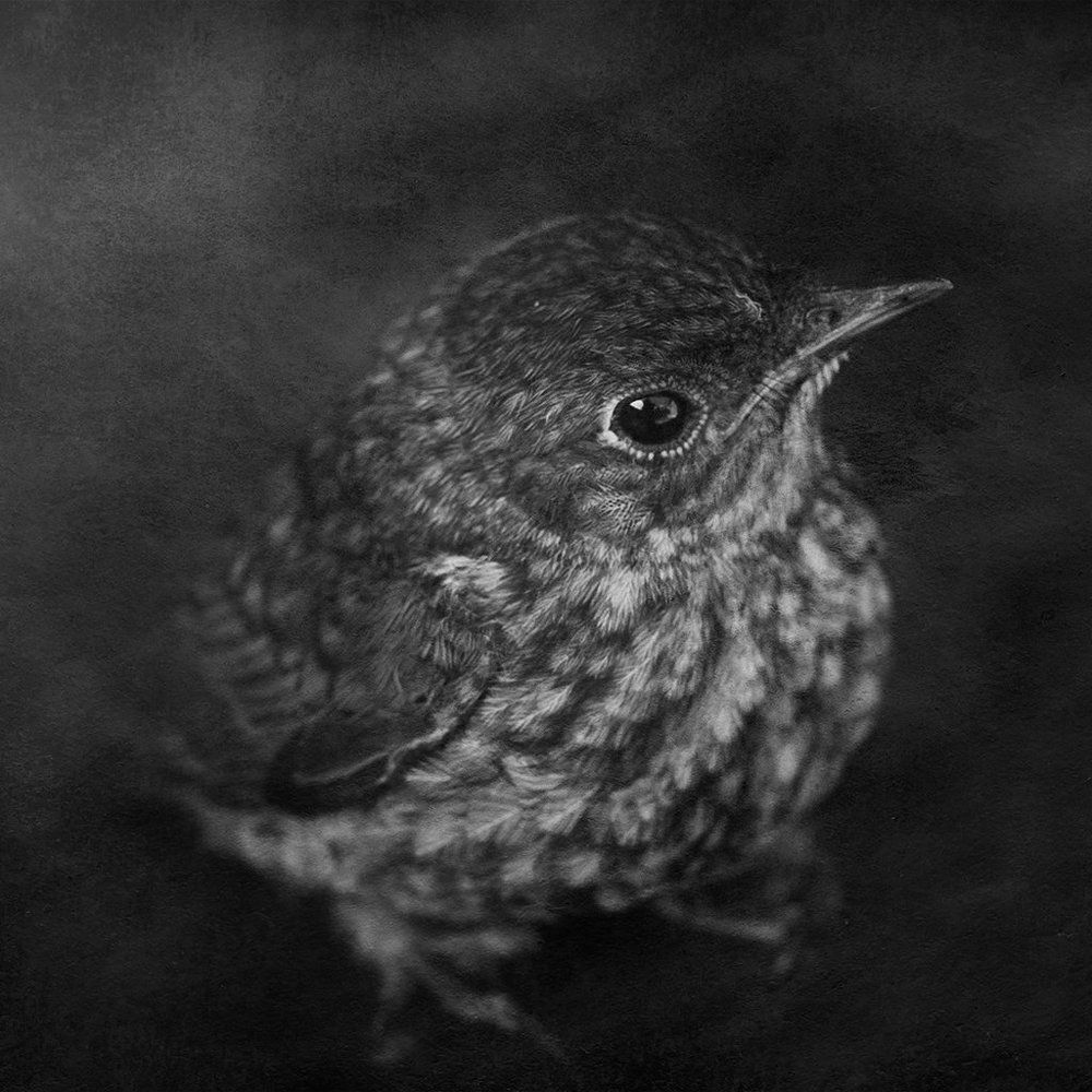 Фотография автора Рублёв Дмитрий