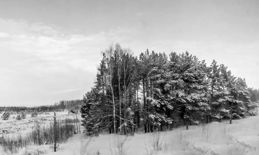 Темный лес.