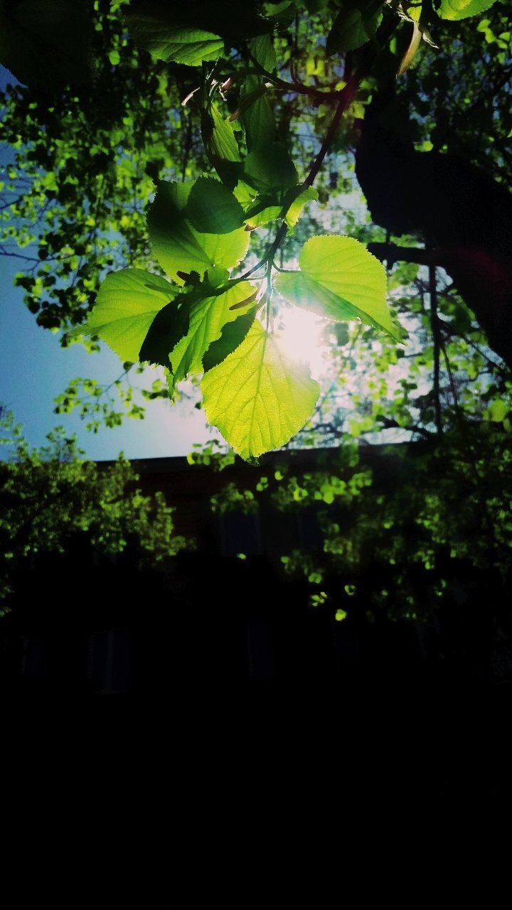 Зелень