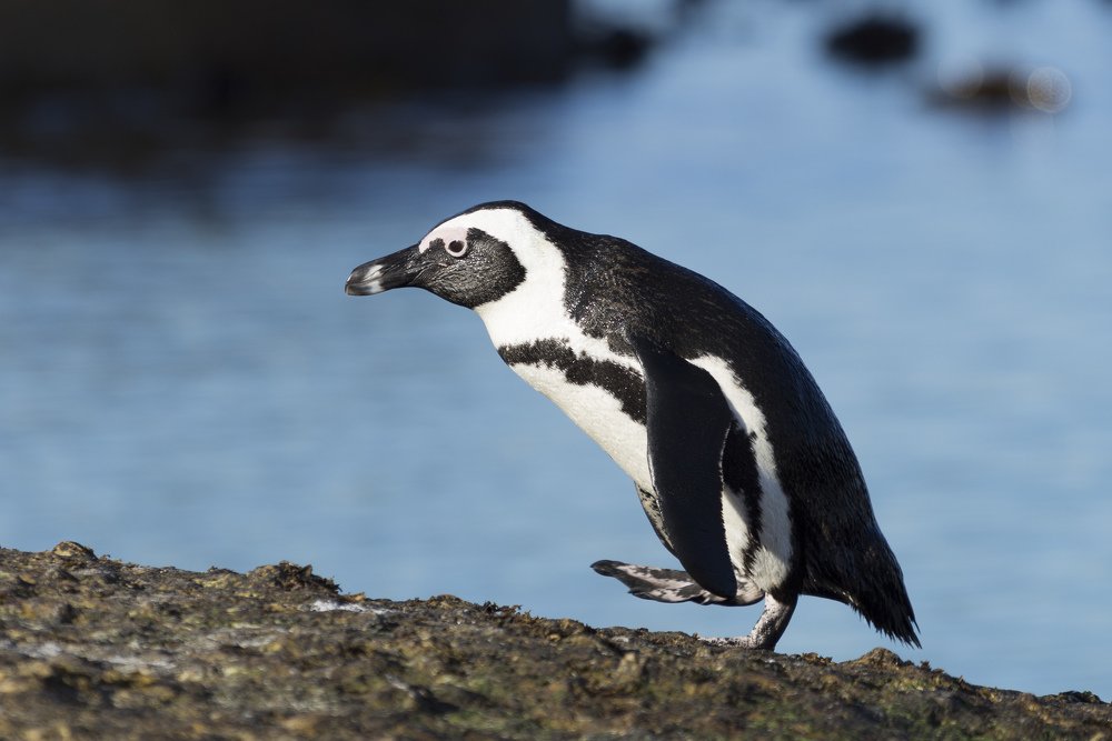 Долгий путь домой