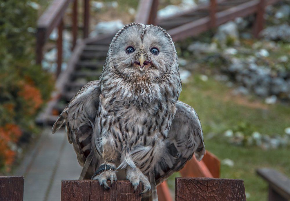 Маленький страж