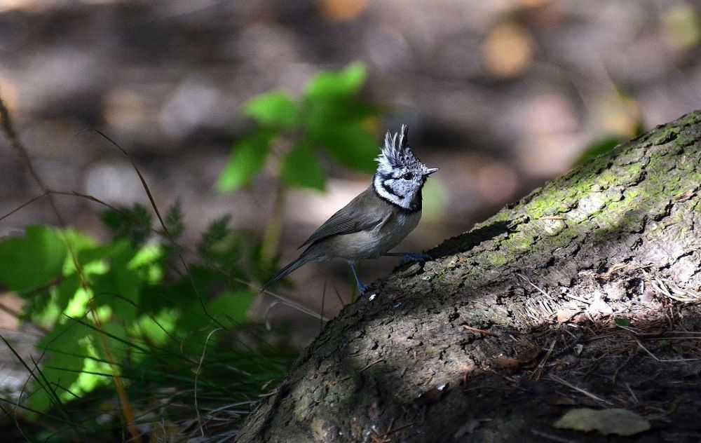 Photograph by Елена Боржковская