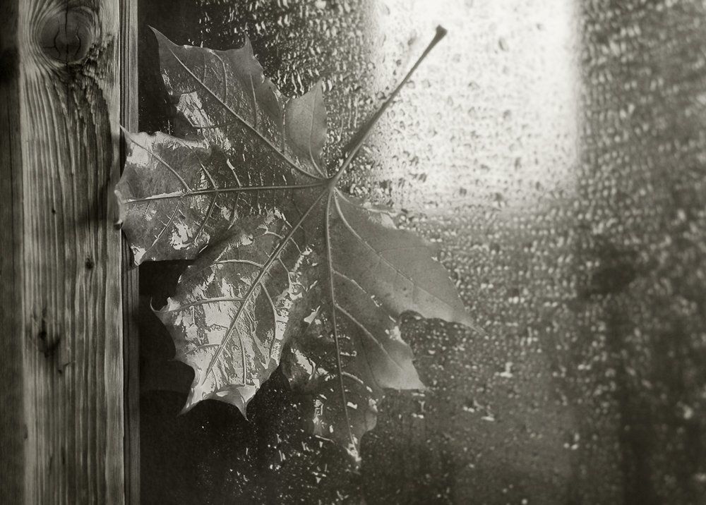 Последний лист