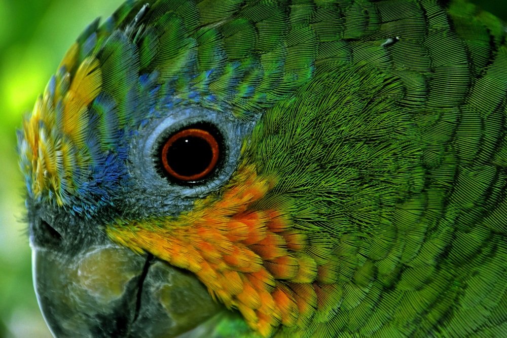 parrot
