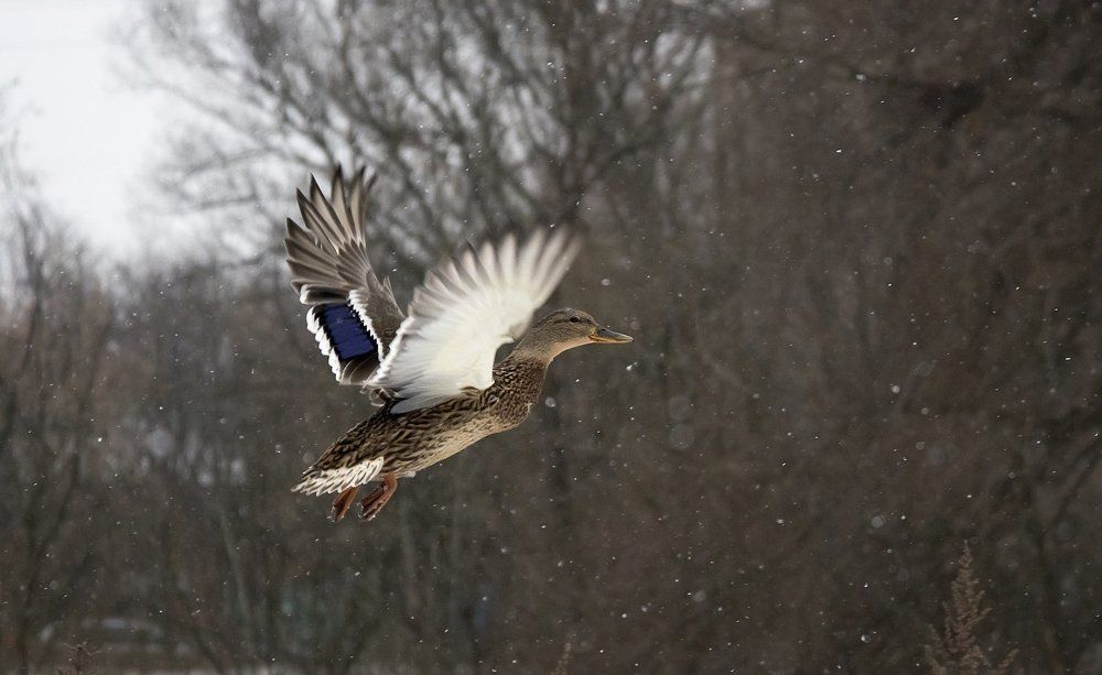 Зимний полет