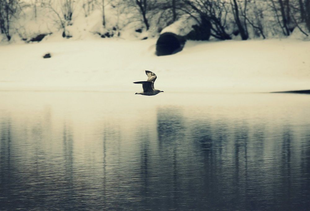 Над водной гладью