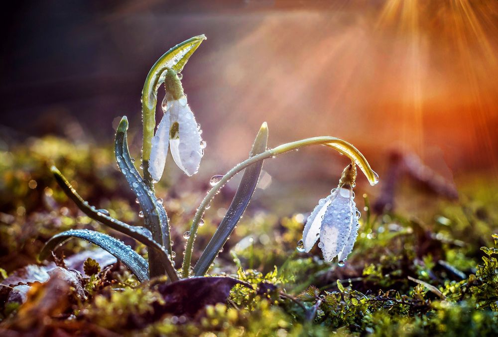snowdrops