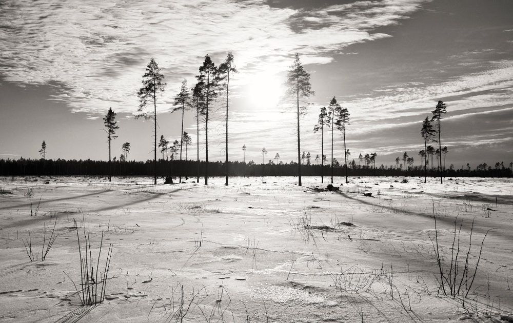 Только сосны