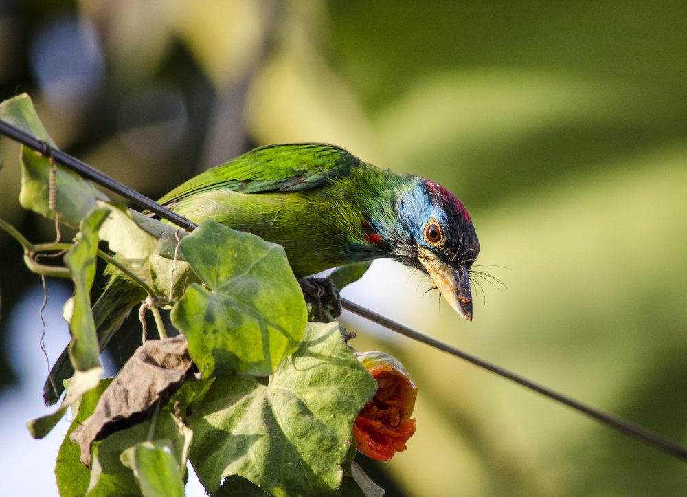 Blue-throated Barbet / Neelgola Boshonto bauri (in Bengali) / (Megalaima asiatica)