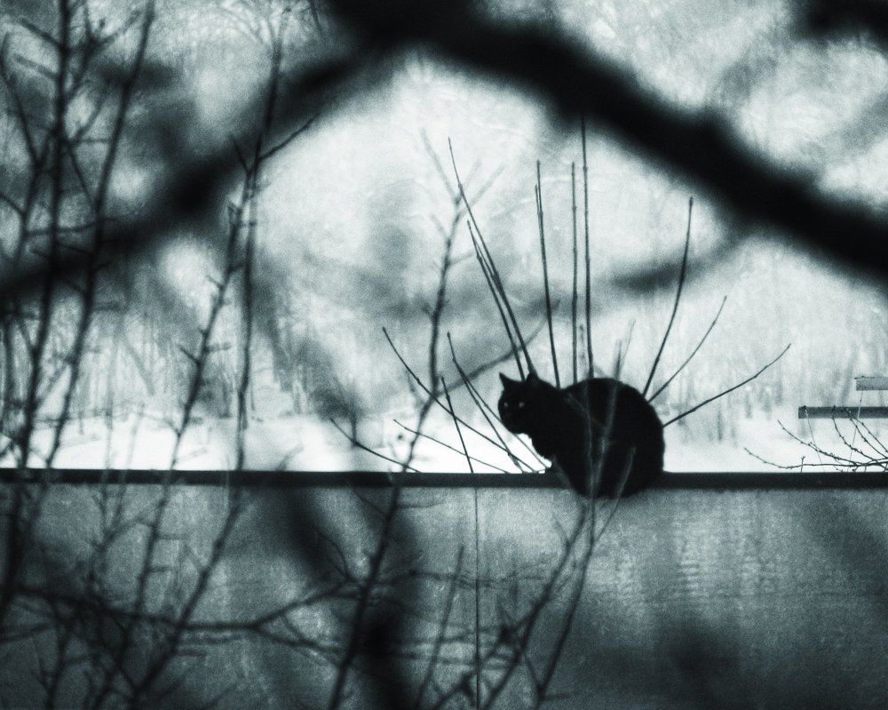 Cat. Cold.