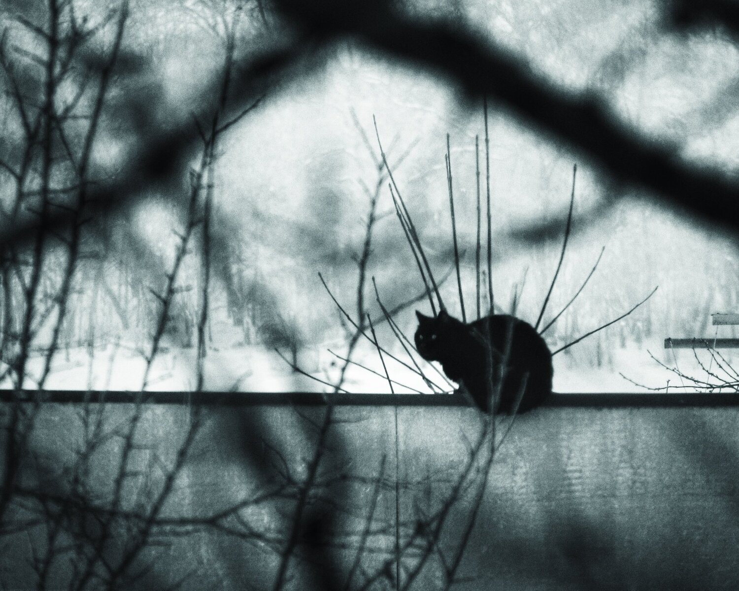 Cat. Cold.