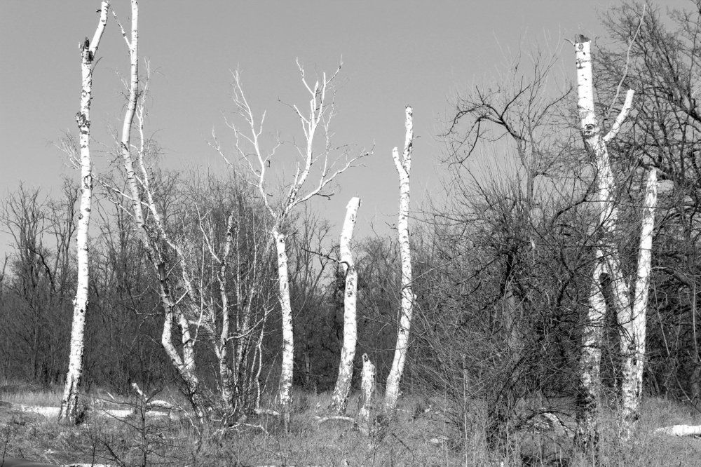 березовая роща