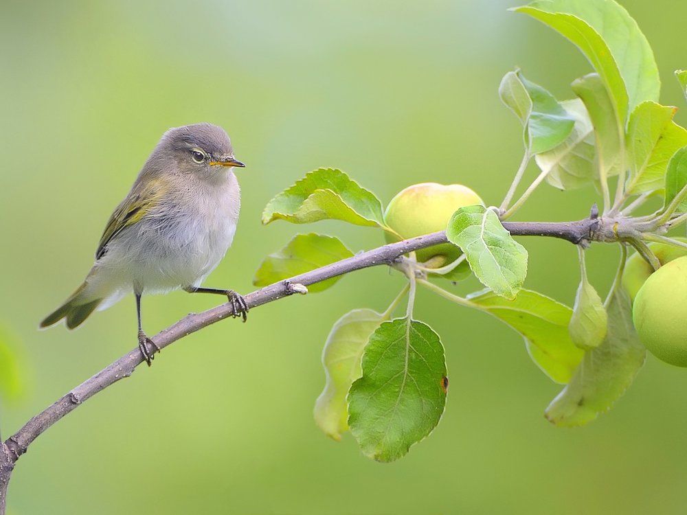 Защитник сада - пеночка теньковка
