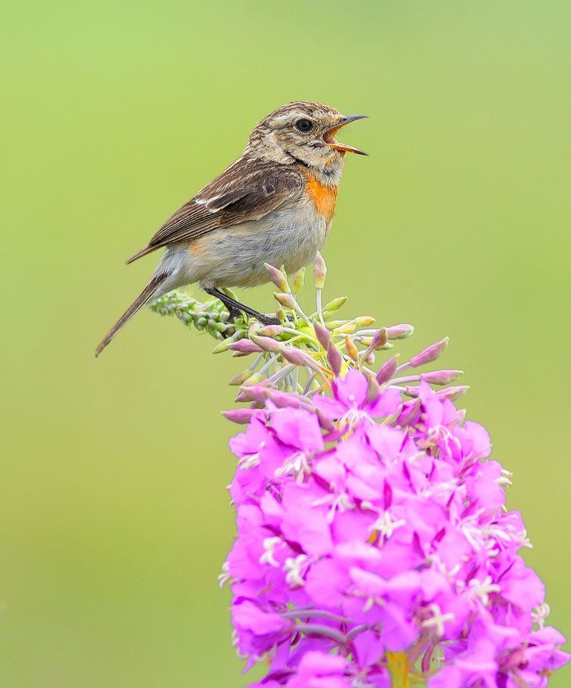 Полевые песни