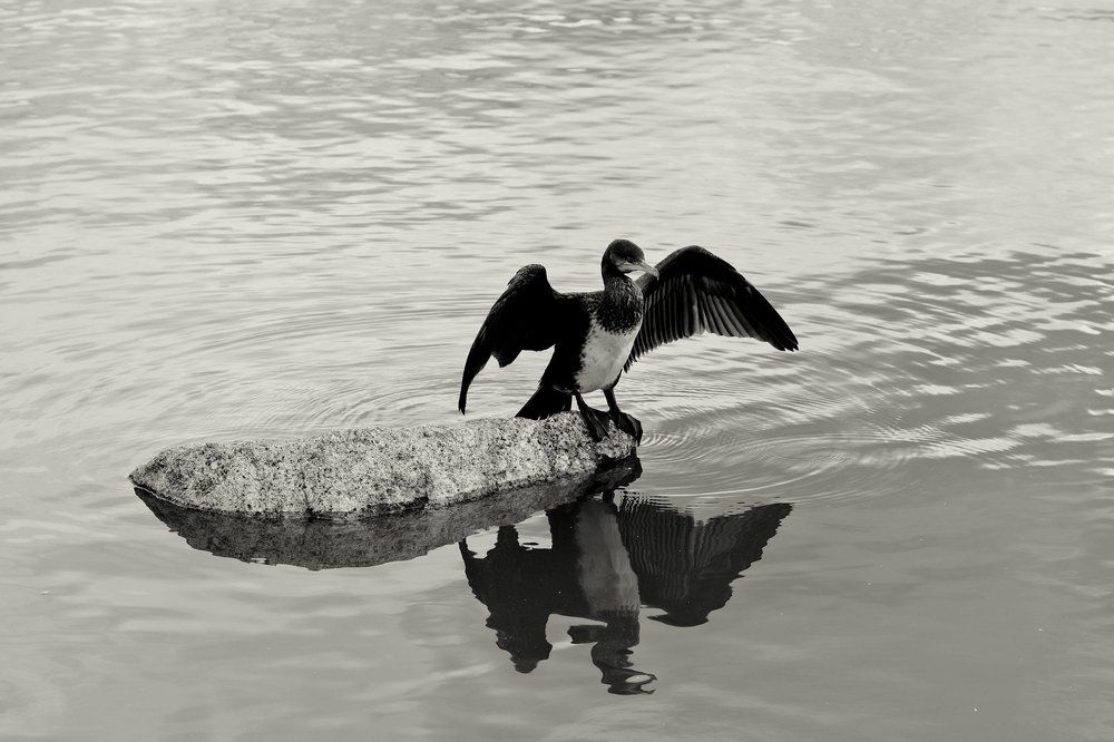 Перышки посушим....