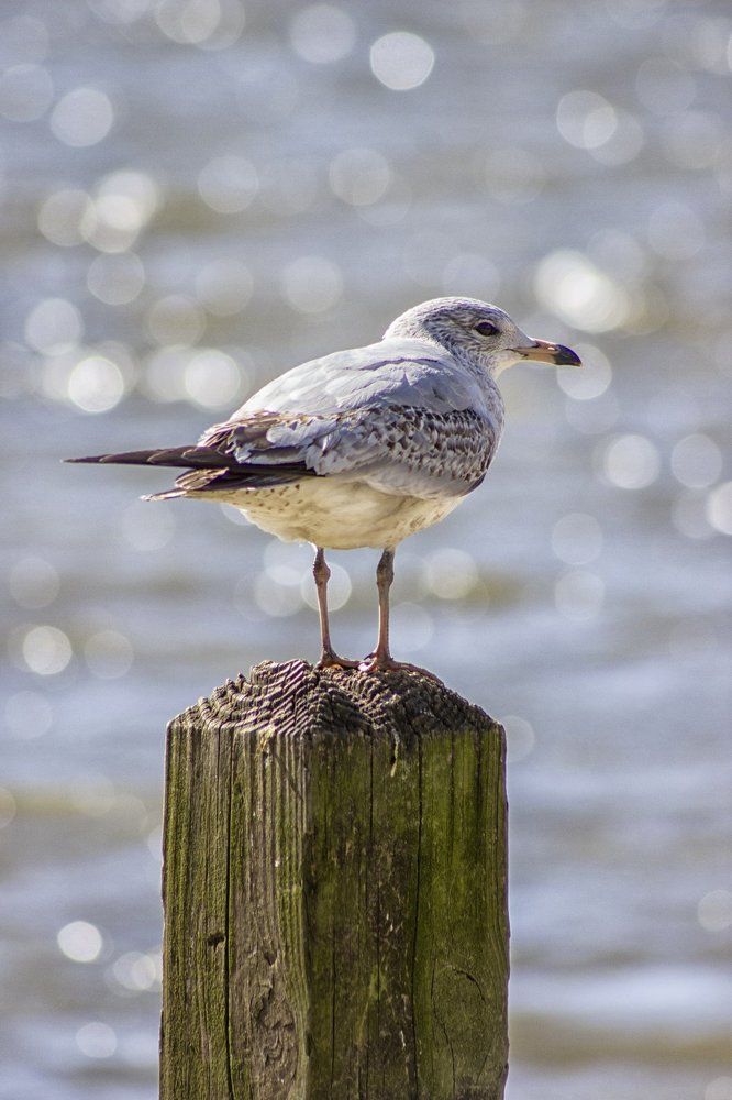 Seagull on Post