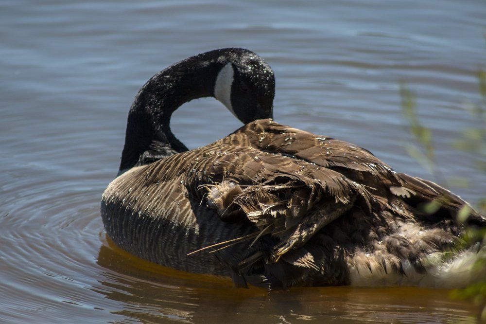 The Cleaning Goose