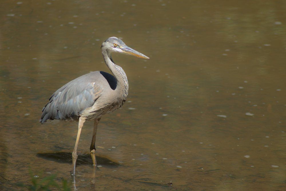 The Blue Heron