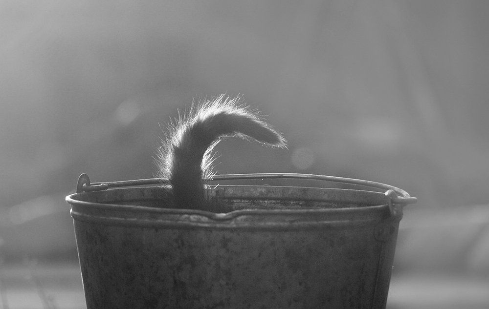 Photograph by Елена Аркадова