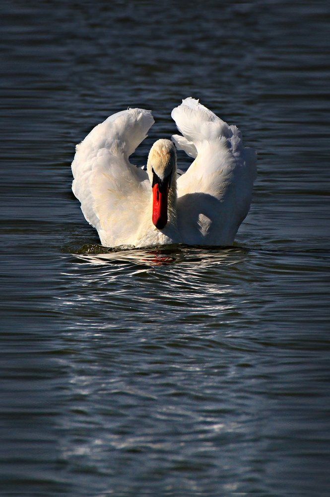 Белый лебедь на пруду...