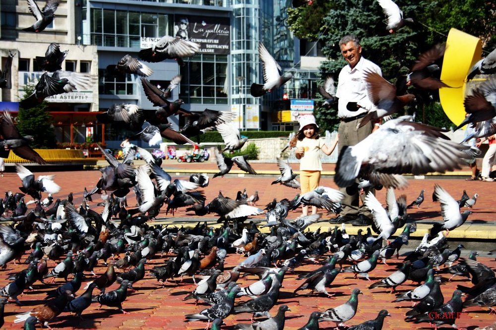 Birds don't Come Easy to me