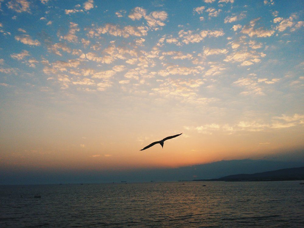 Улетая в закат