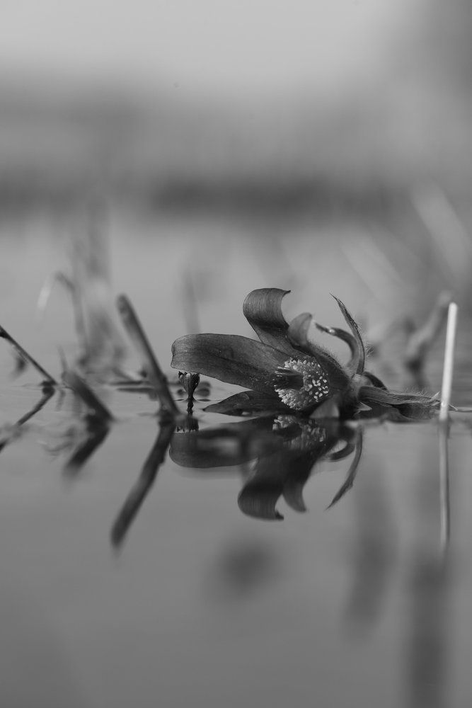 В зеркале реки...